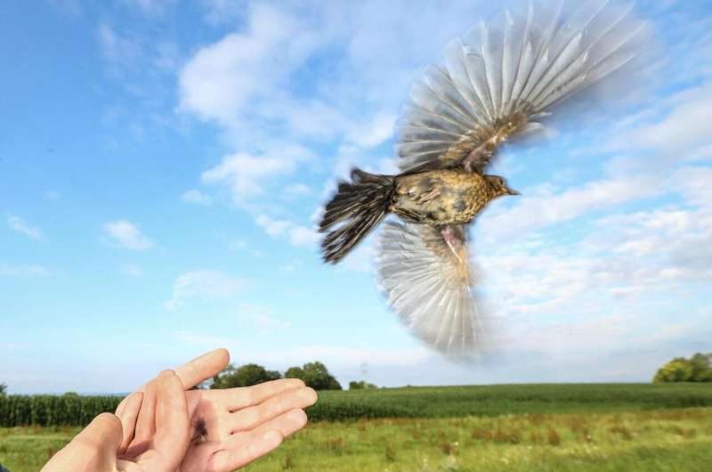 Scientists quantify energetic costs of the migratory lifestyle in a free flying songbird